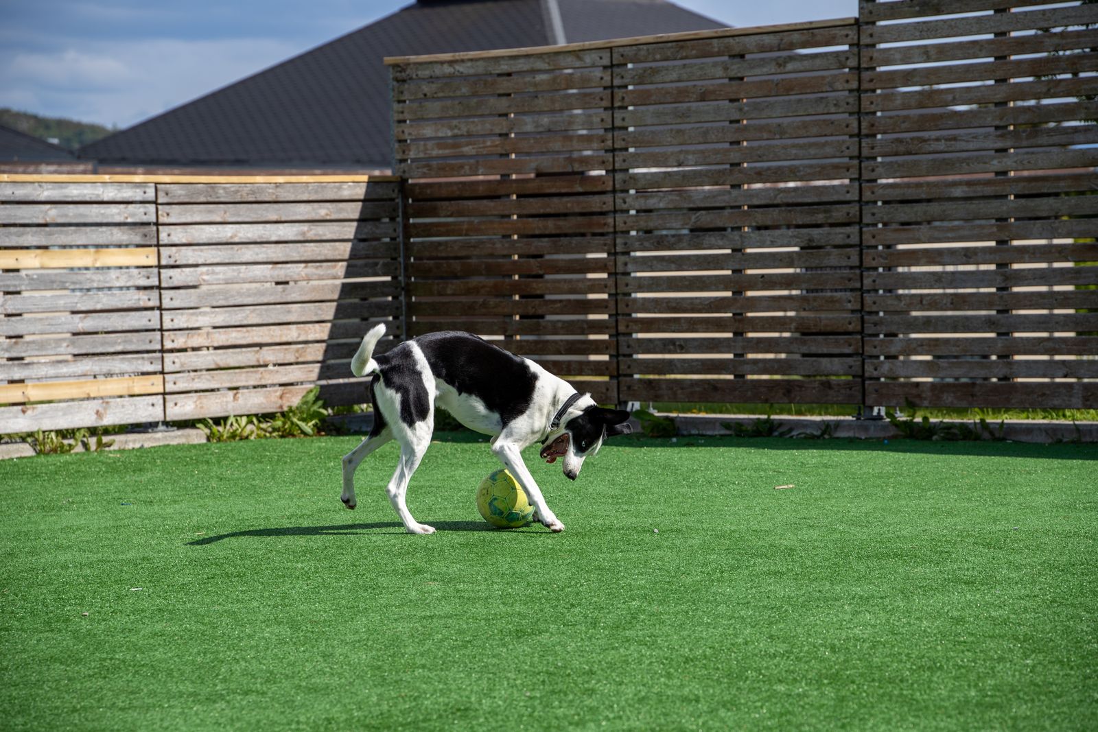Dog playing on artificial turf in a residential yard